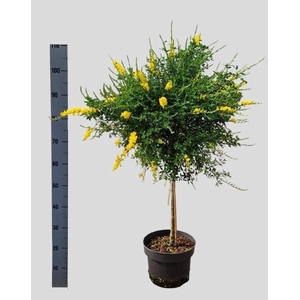 GENISTA X SP