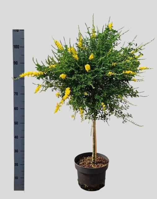 <h4>GENISTA X SP</h4>