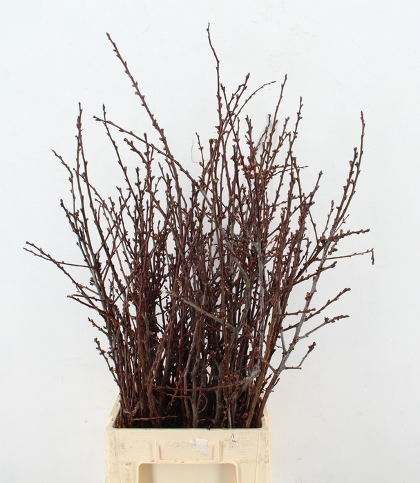 ABRIKOZENBLOESEM PER BUNCH