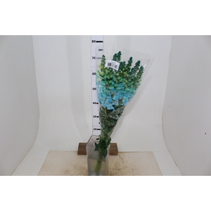 BOCA DE LEAO TINGIDA 080 CM AZUL
