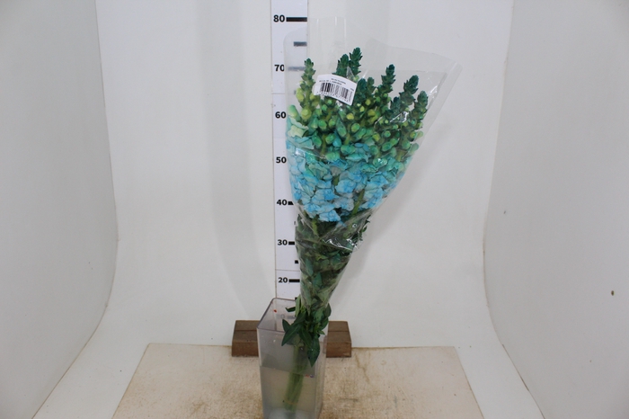 BOCA DE LEAO TINGIDA 080 CM AZUL