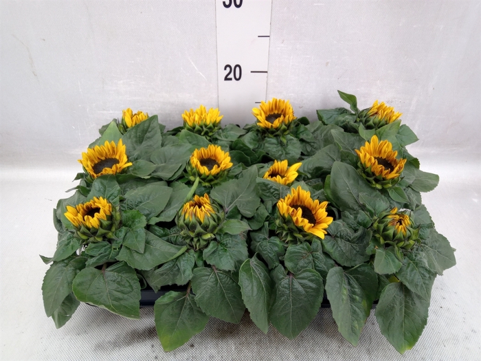 <h4>Helianthus an. 'Petisol'</h4>