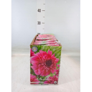 Dahlia   ...flowerbulbs