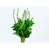 VERONICA LONGIFOLIA SKYLER WHITE 05