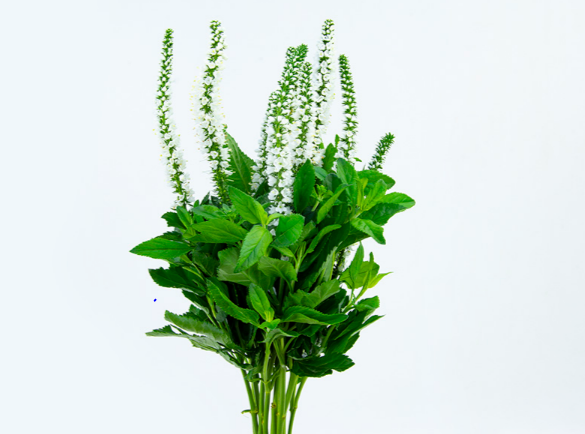 <h4>VERONICA LONGIFOLIA SKYLER WHITE 04</h4>