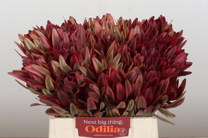 <h4>Leucadendron Jester</h4>