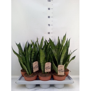 Sansevieria zeylanica