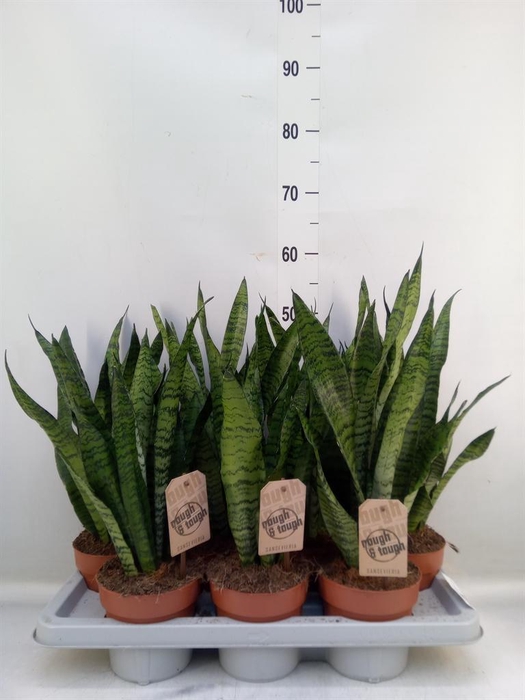 <h4>Sansevieria zeylanica</h4>