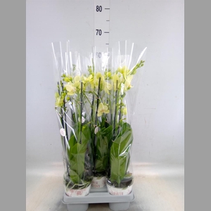 Phalaenopsis   ...mix