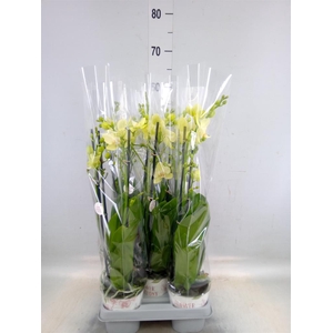 Phalaenopsis   ...mix