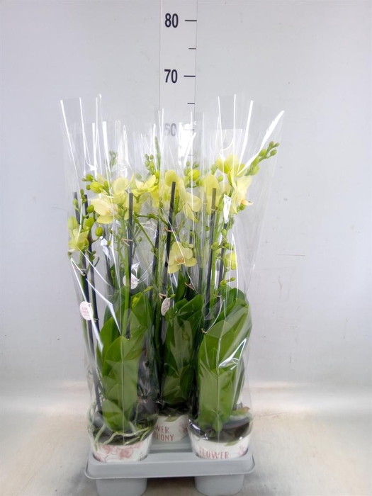 <h4>Phalaenopsis   ...mix</h4>