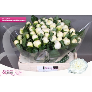 PAEO L DUCHES D NEMO