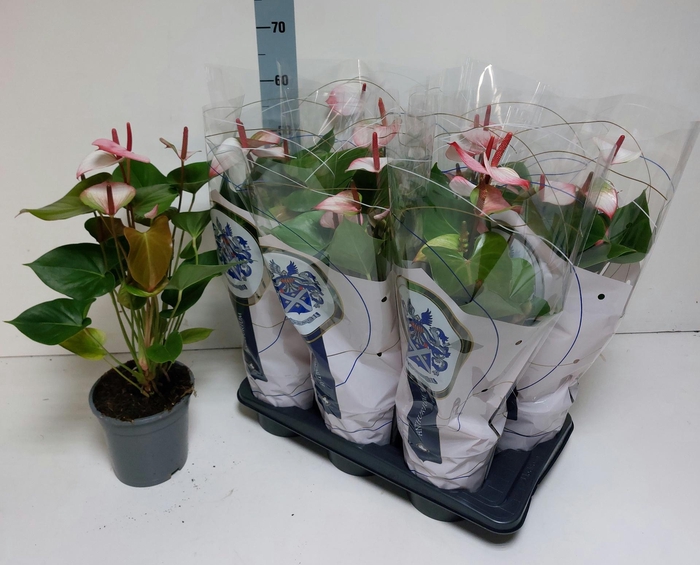 <h4>ANTHU AN PR AM ELEGA</h4>