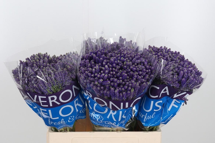 <h4>Veron Smart Fountain Spray</h4>