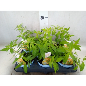 Aloysia citrodora