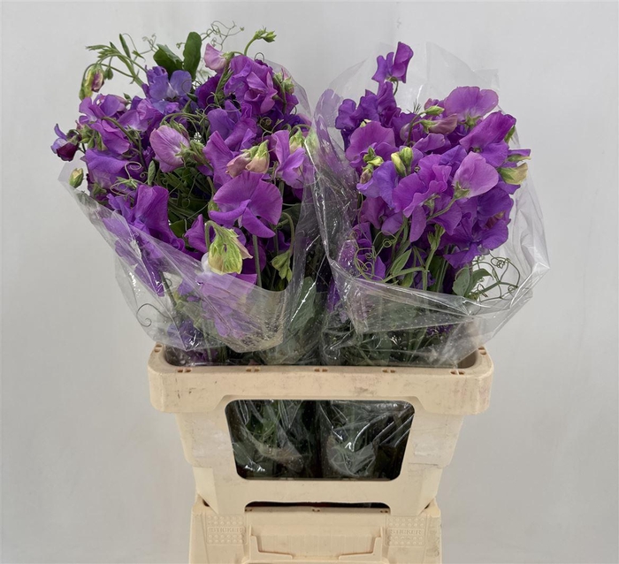 <h4>LATHYR MALVA RAMO</h4>