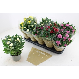 Chrysanthemum mix double flowers 12Ø 25cm