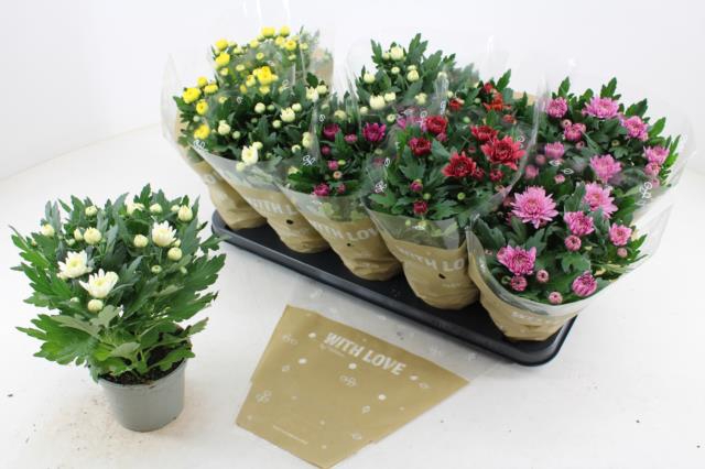 Chrysanthemum mix double flowers 12Ø 25cm
