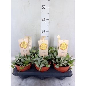 Hoya wayetii 'Tricolor'