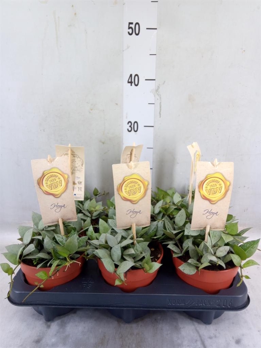 <h4>Hoya wayetii 'Tricolor'</h4>