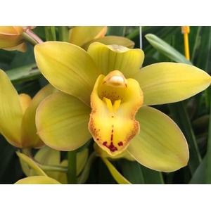 Cymbidium Mini Greenflame X8 Leekade