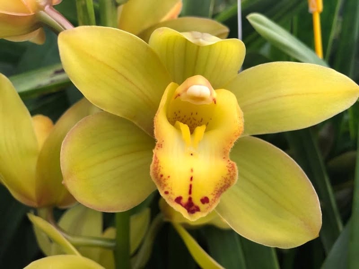 <h4>Cymbidium Mini Greenflame X15 Leekade</h4>