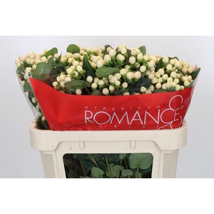 Hypericum Cool Romance Spray