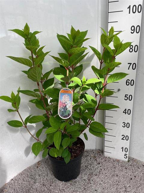 <h4>HYDRAN PANICULATA</h4>