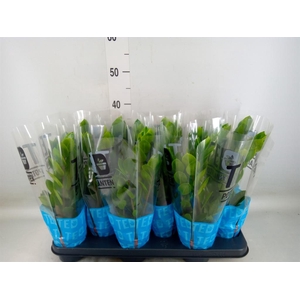 Zamioculcas zamiifolia