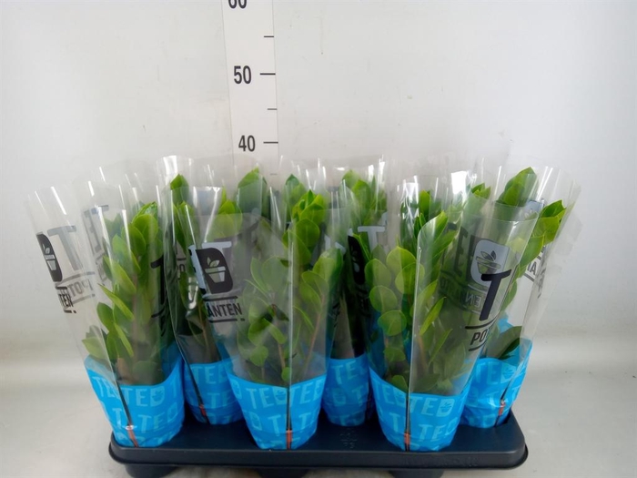 <h4>Zamioculcas zamiifolia</h4>