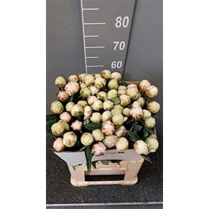 Paeo L Bowl Of Cream