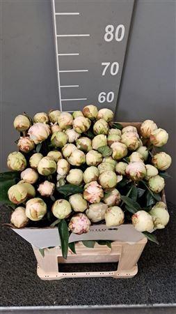 <h4>Paeo L Bowl Of Cream</h4>