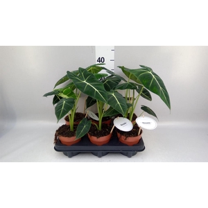 Alocasia   ...