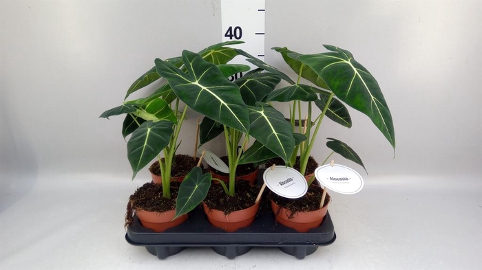 <h4>Alocasia ...</h4>