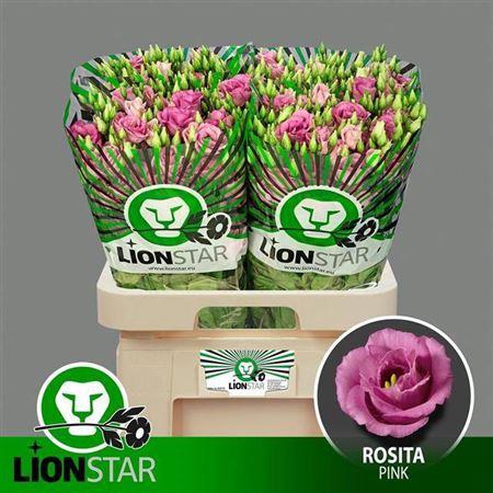 <h4>Eus G Rosita Rose Pink</h4>