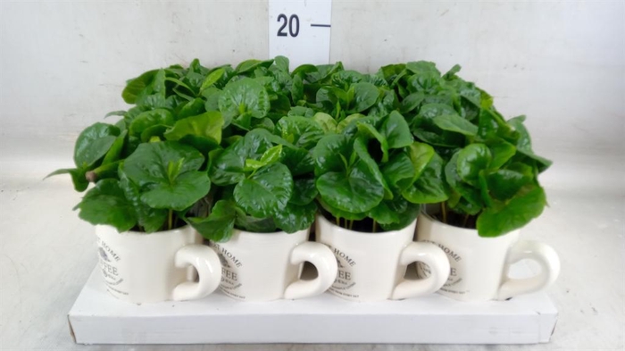 <h4>Coffea arabica</h4>