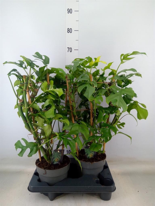 <h4>Philodendron   ...</h4>