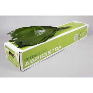 ASPIDISTRA GT 70 CM G.O.