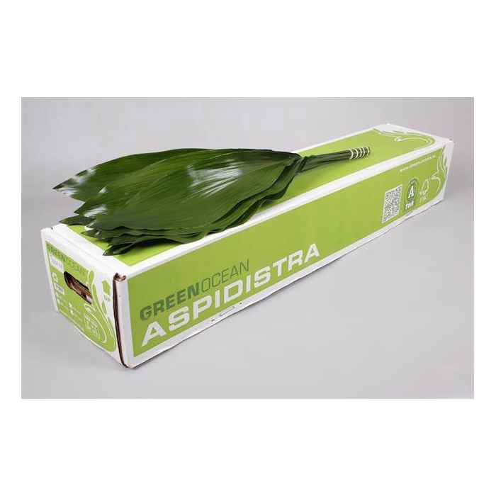 <h4>ASPIDISTRA 70 CM GT GREEN OCEAN</h4>