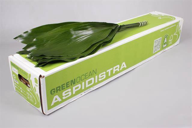 <h4>ASPIDISTRA GT 70 CM G.O.</h4>