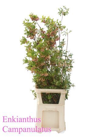 <h4>ENKIANTHUS CAMPANULATUS*</h4>