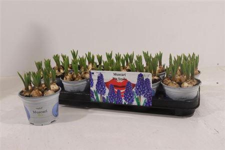 <h4>Muscar Big Smile</h4>