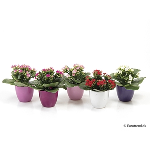 KALANCHOE BLOSSF p6 E 3085