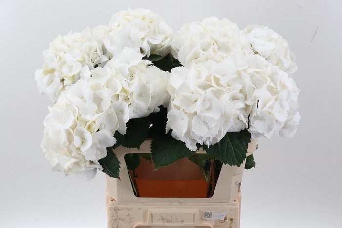 <h4>Hydr M Schneeball</h4>