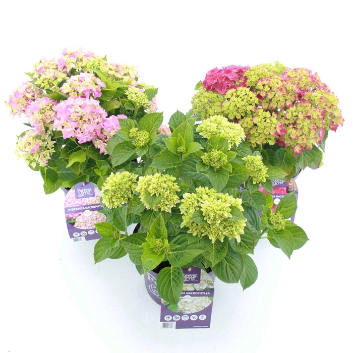 <h4>Hydrangea macrophylla overig</h4>