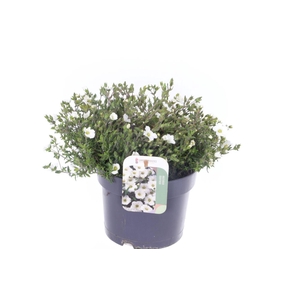 Arenaria montana