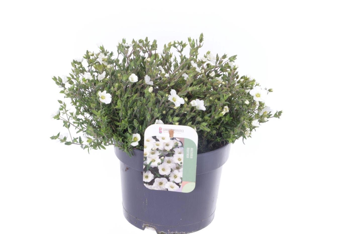 <h4>Arenaria montana</h4>