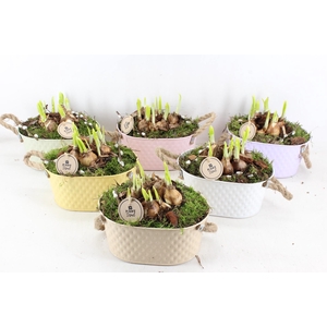 arr4 Narcis PL - Zink Ilse ovaal mix