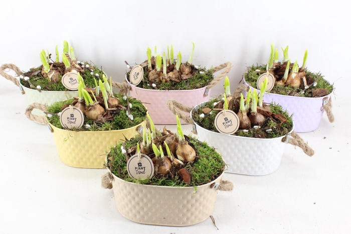 <h4>arr4 Narcis PL - Zink Ilse ovaal mix</h4>