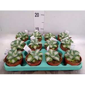 Agave   ...